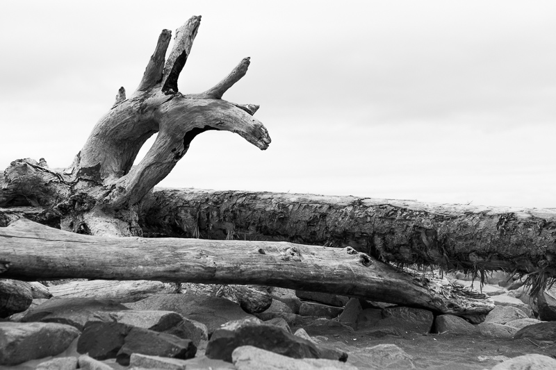 A gnarled fallen log on the beach