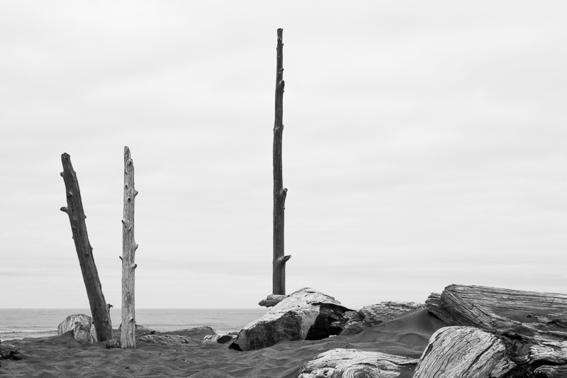 A beach with branches sticking out of the sand